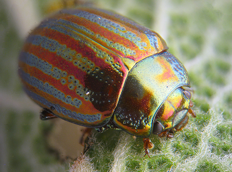 Chrysolina americana